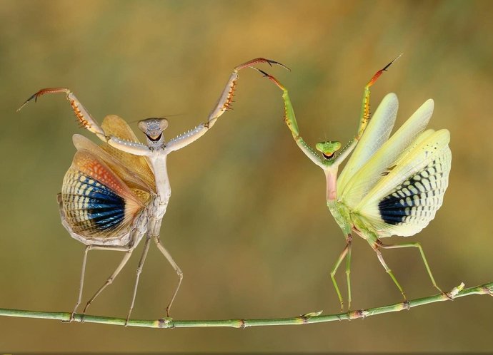 (From National Geographic)