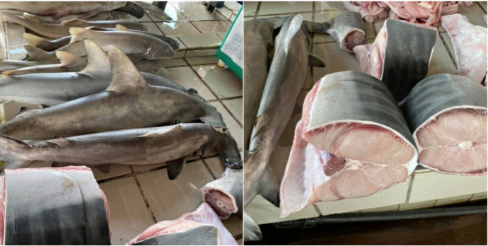 Would you rather eat crocodile or shark meat?