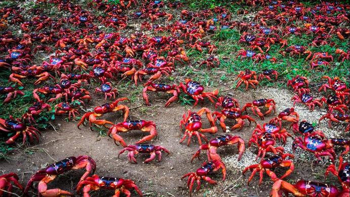 Do you like eating crab?