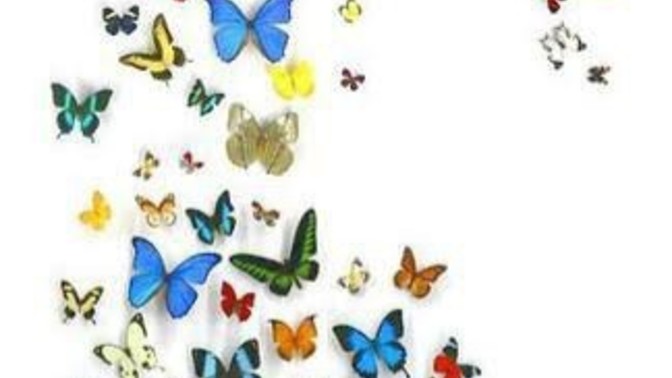 Are you a social butterfly?