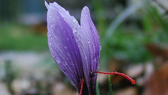 Are a saffron fan?