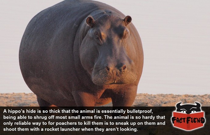 Do Hippos deserve their own horror movie?