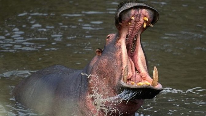 Do Hippos deserve their own horror movie?