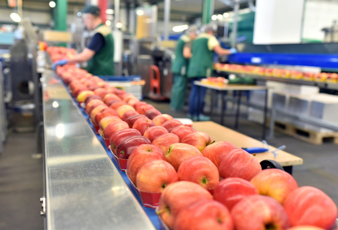 If You Could Work In Any FOOD FACTORY For A Day What Kind Of Food Factory Would You Work In?