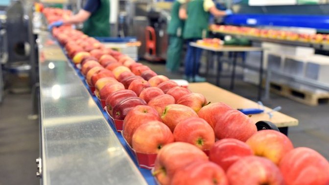 If You Could Work In Any FOOD FACTORY For A Day What Kind Of Food Factory Would You Work In?