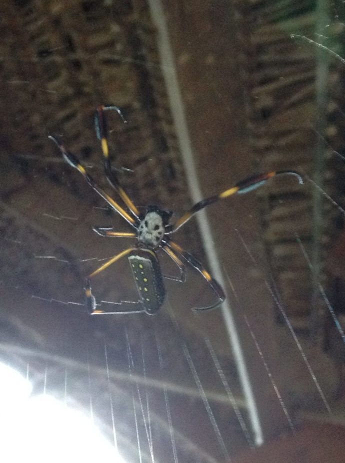Banana spider