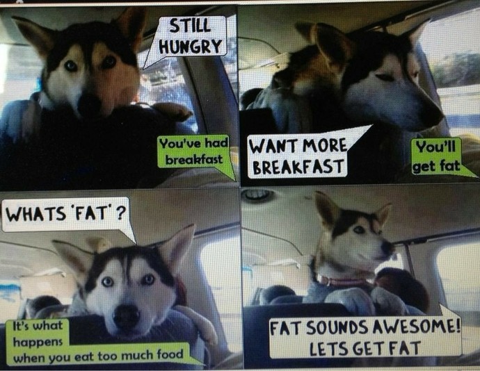 How do people eat so much junk food and fast food?