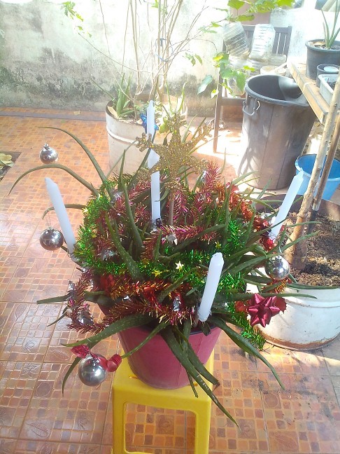 How long after Christmas do you keep your tree up?