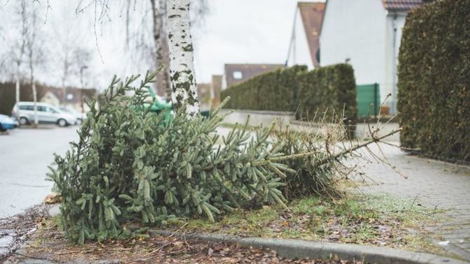 How long after Christmas do you keep your tree up?