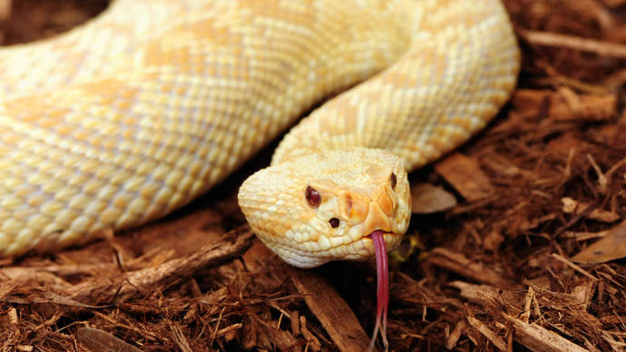 Albino Diamondback