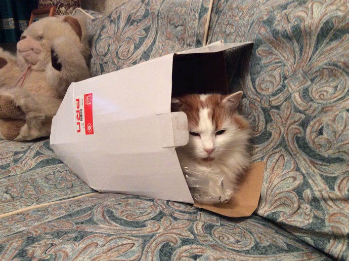 What's better.. dogs or cats?