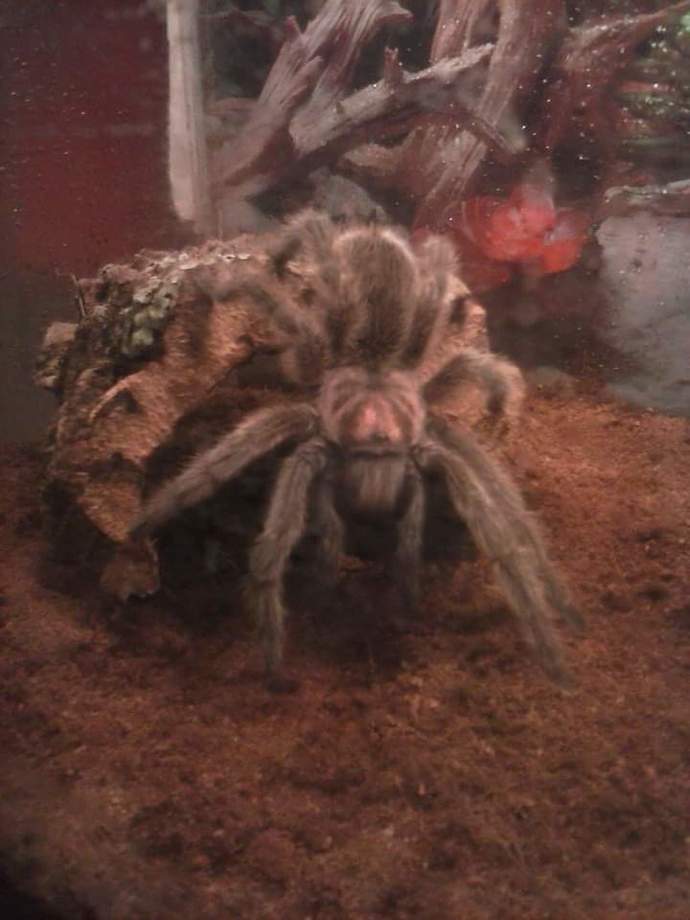 Please can everyone say Rip to my pet Tarantula I woke up today and found her dead in her tank?