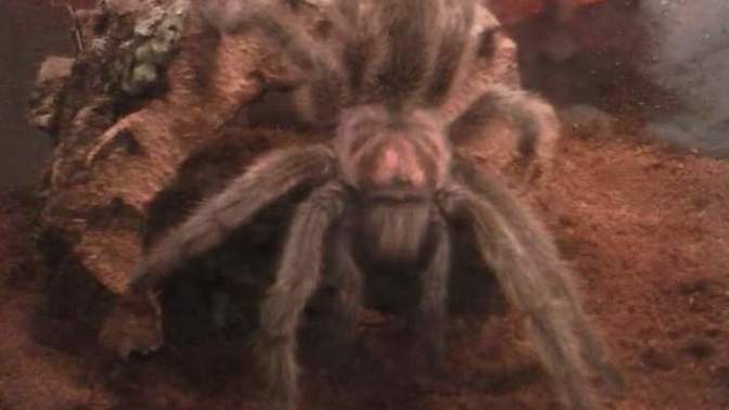 Please can everyone say Rip to my pet Tarantula I woke up today and found her dead in her tank?
