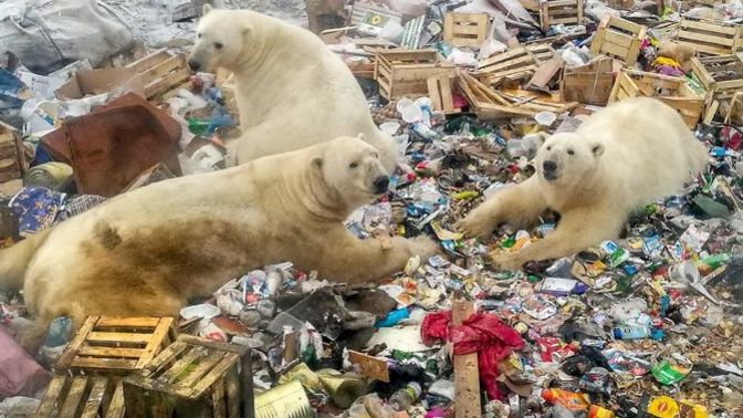 Do you take (little) actions to protect Earth's environment?