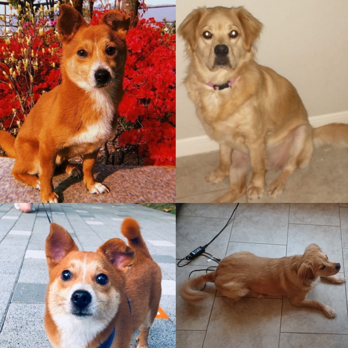 Cuter dog of these two?