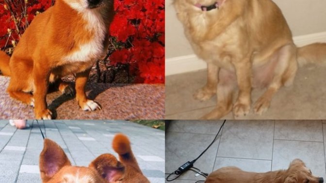 Cuter dog of these two?