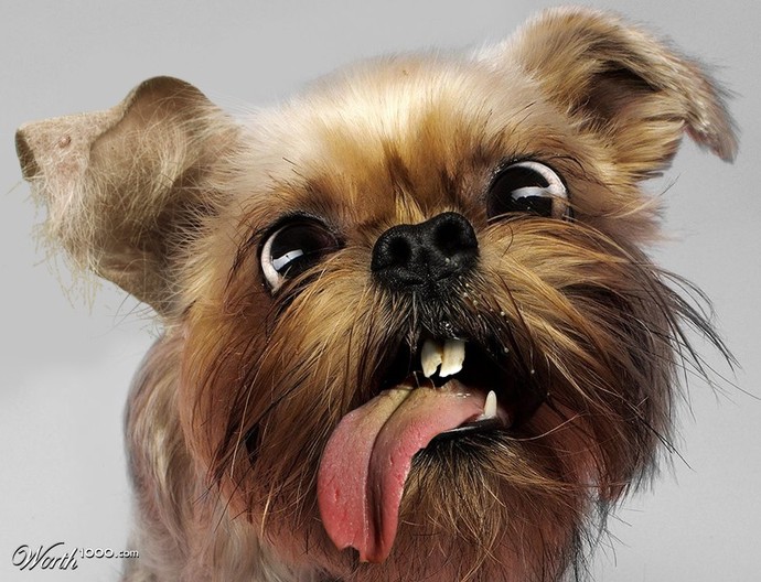 Another ugly mutt invited to a Vietnamese dinner.