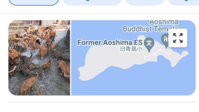 Would you go to cat island?