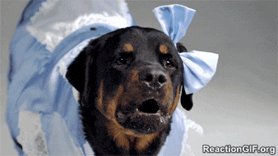 Is the average dogs mouth cleaner than your mouth?