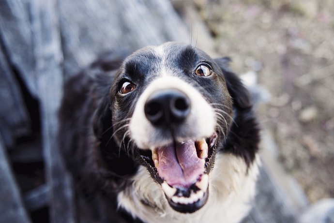 Dog mouth. Cleaner? VOTE!