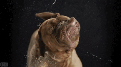 Is the average dogs mouth cleaner than your mouth?