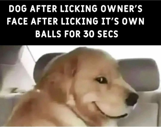 Is the average dog's mouth cleaner than your mouth?