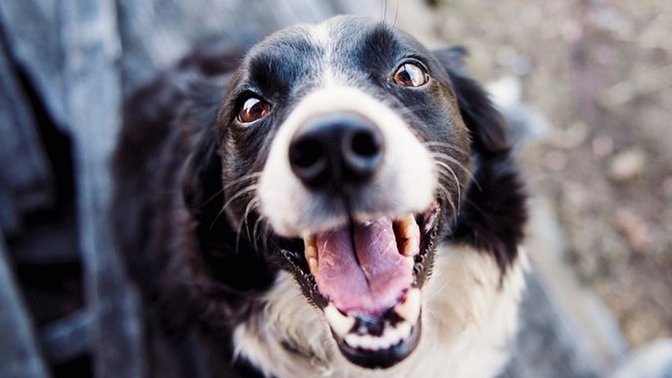 Is the average dog's mouth cleaner than your mouth?