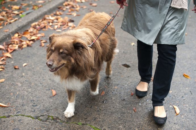 What do you think of people who dont clean up their dogs poop while walking them?