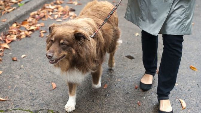 What do you think of people who dont clean up their dogs poop while walking them?