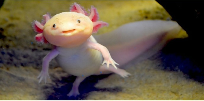 If you could have any animal as pet, which animal would you get?