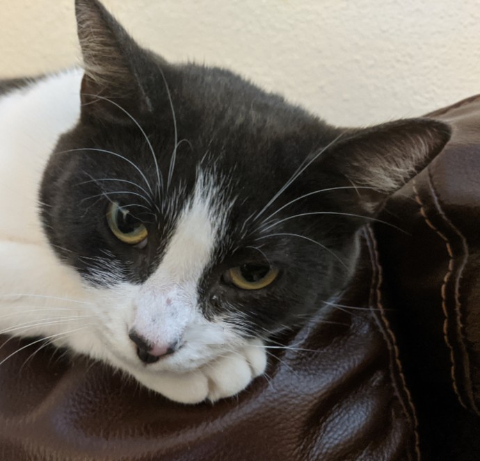 If you could have any animal as pet, which animal would you get?