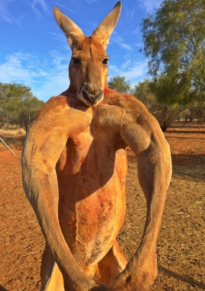 If you were an animal what animal would you be?