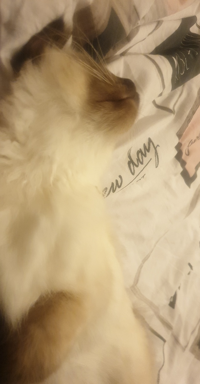 Lorenzo 😺