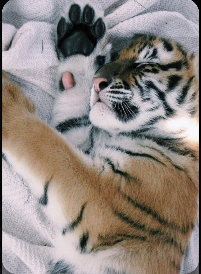 If you were an animal what animal would you be?