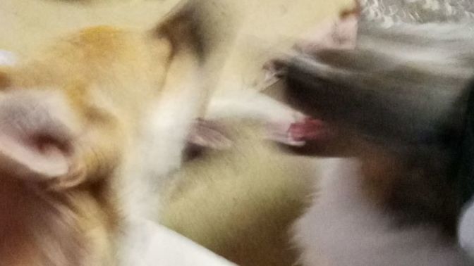 Does anyone else like when pictures are a little blurry?