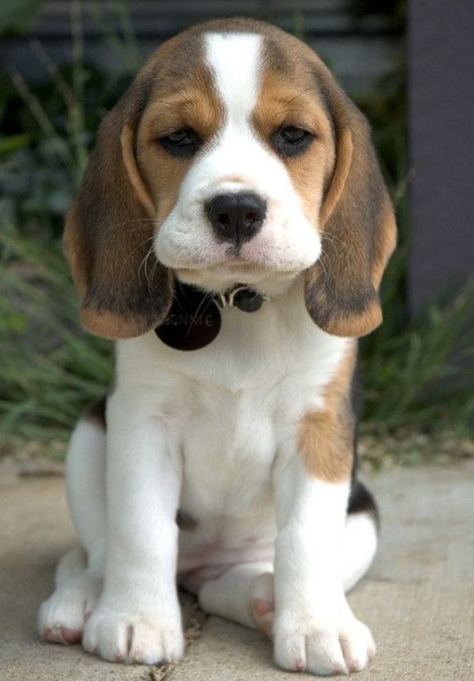 If you could fuse two animals together to create the perfect pet, which would you pick?