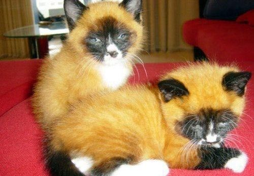 If you could fuse two animals together to create the perfect pet, which would you pick?
