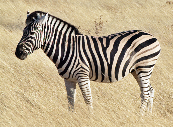 If you could fuse two animals together to create the perfect pet, which would you pick?