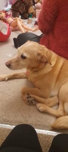 My dog Lolly she passed away from cancer