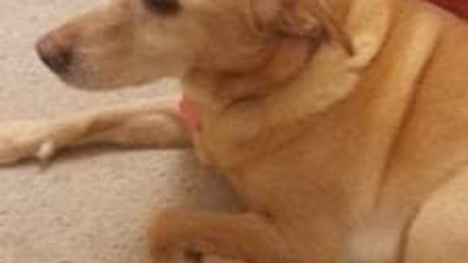 What is the best way to get over the loss of a pet?
