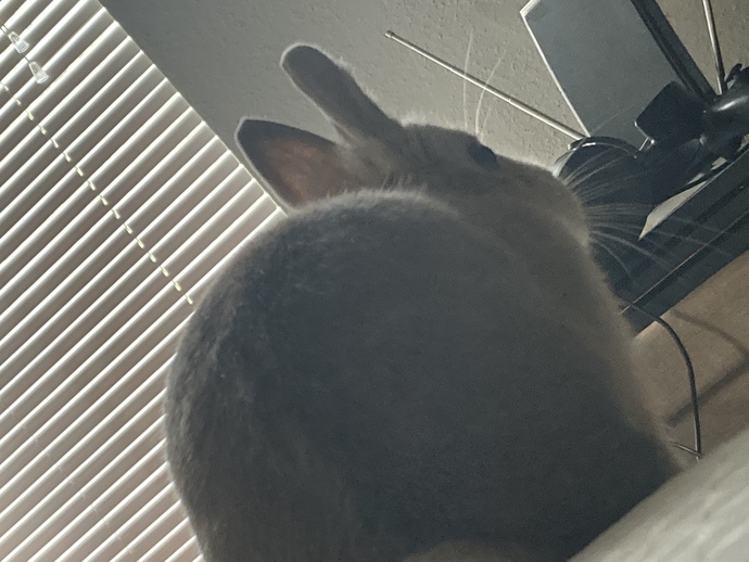 Has your pet ever done this 😭?