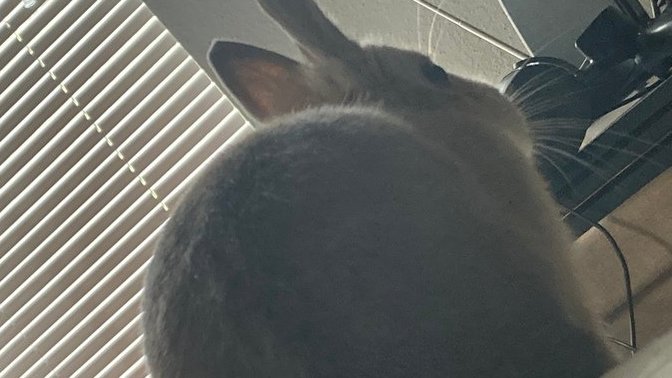 Has your pet ever done this 😭?