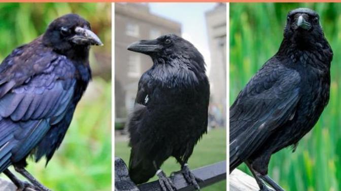 Is it weird I find crows, ravens and rooks pretty animals?