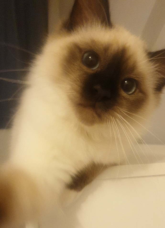 How do I get my cat to watch a Lion documentary with me?