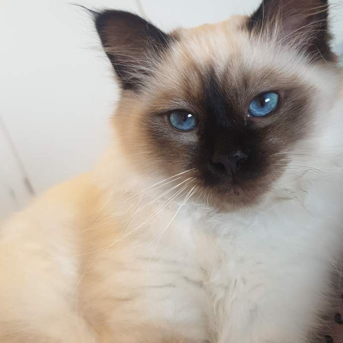 How do I get my cat to watch a Lion documentary with me?