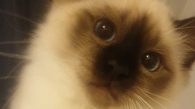 How do I get my cat to watch a Lion documentary with me?