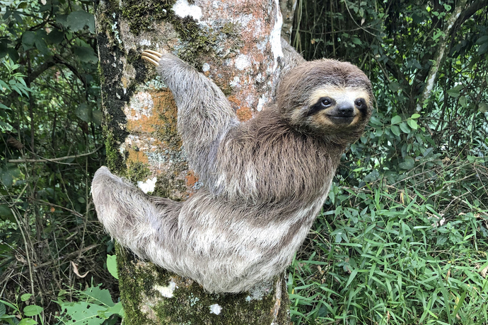 In life, what kind of animal are you?
