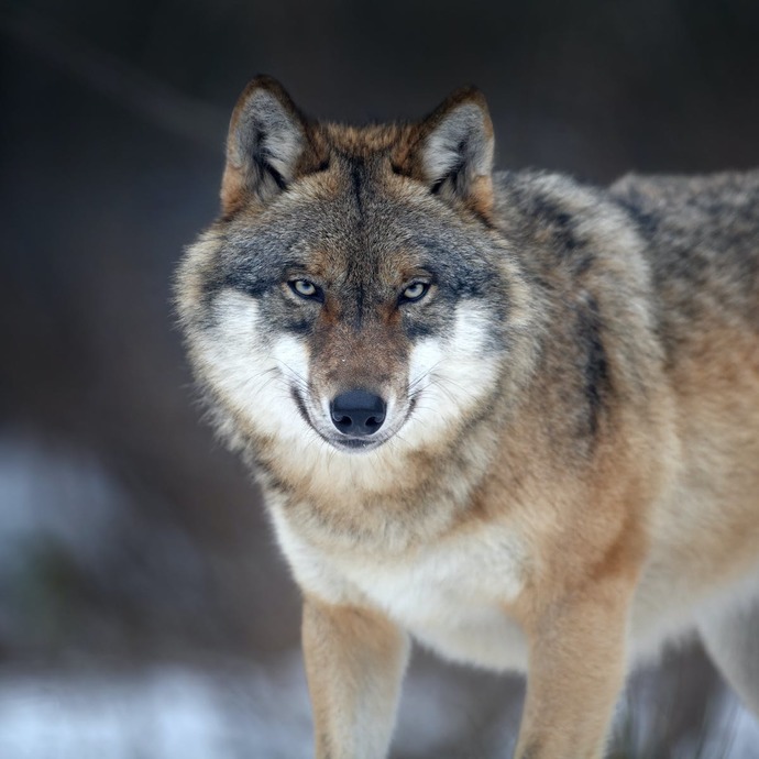 In life, what kind of animal are you?