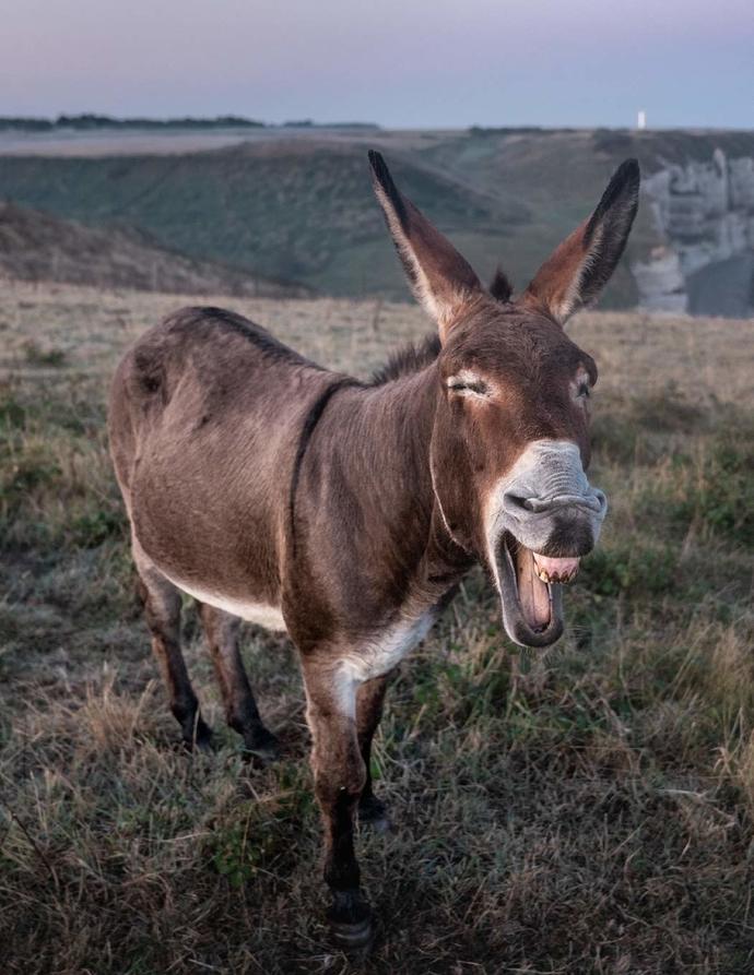 In life, what kind of animal are you?