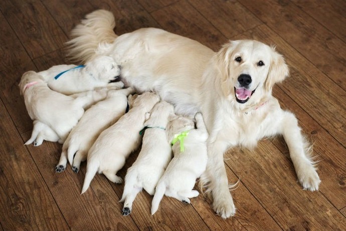 In life, what kind of animal are you?